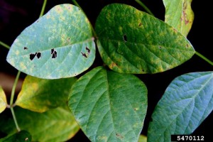 Cover photo for Soybean Rust Update Nov. 16, 2016