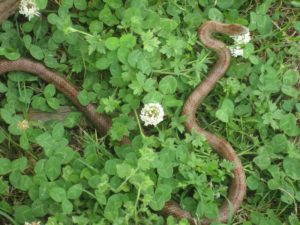 Snake in clover