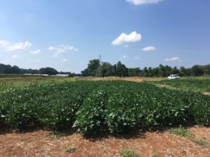 Soybean field