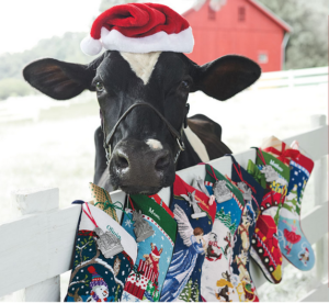 Holstein Cow with Santa Hat in front of color stockings