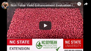 Cover photo for Non-Foliar Yield Enhancement Products in NC Soybeans