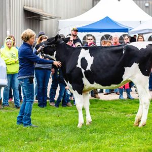 Cover photo for Alleghany County Dairy Show Success Clinic