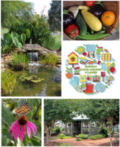 Cover photo for Extension Master Gardener Class Scheduled to Start in January 2020