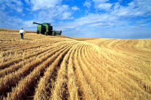 Wheat being combined in a field