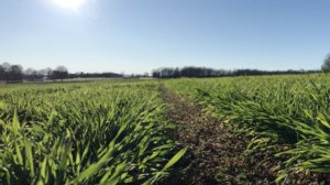 Cover photo for Webinar Recording: Wheat Disease, Insect and Crop Management Updates