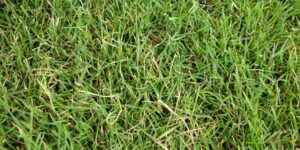 Cover photo for Carolina Lawn Care Training- Part of Piedmont Landscape and Green Industry 2021 Webinar Series