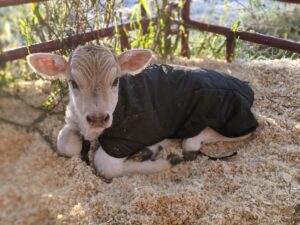 Cover photo for 2021 NC Dairy Producer Needs Assessment Survey