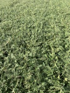 Photo shows the top of a soybean canopy with leaf defoliation
