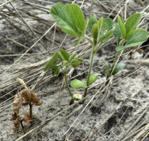 Cover photo for Eager to Plant? What to Know About Soybean Seedling Diseases